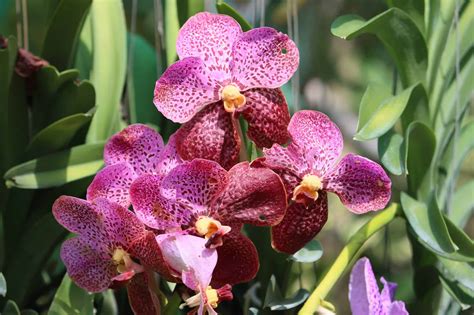 18 Gorgeous Flowers Native to the Philippines .